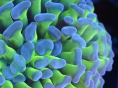 画像2: 【サンゴまとめ買い割引き10％〜20%OFF対象商品】 【サンゴ】【通販】ナガレハナサンゴ（Yellow/Green Stem)Sサイズ（個体販売）（±4-5cm)No.1（生体）（サンゴ） (2)