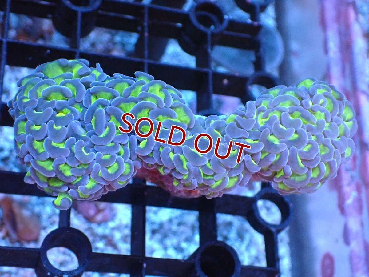 画像1: 【サンゴまとめ買い割り引き対象商品30周年セール】【サンゴ】【通販】ナガレハナサンゴ（Yellow/Green Stem)SMサイズ（個体販売）（±8-9cm)No.2（生体）（サンゴ） (1)