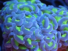 画像2: 【サンゴまとめ買い割引き10％〜20%OFF対象商品】 【サンゴ】【通販】ナガレハナサンゴ（Yellow/Green Stem)SMサイズ（個体販売）（±8-9cm)No.2（生体）（サンゴ） (2)