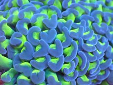 画像2: 【サンゴまとめ買い割引き10％〜20%OFF対象商品】 【サンゴ】【通販】ナガレハナサンゴ（Yellow/Green Stem)Mサイズ（個体販売）（±11-12cm)No.4（生体）（サンゴ） (2)