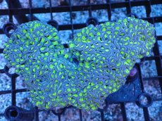 画像1: 【サンゴまとめ買い割引き10％〜20%OFF対象商品】 【サンゴ】【通販】ナガレハナサンゴ（Yellow/Green Stem)Lサイズ（個体販売）（±14-15cm)No.5（生体）（サンゴ） (1)