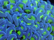 画像2: 【サンゴまとめ買い割引き10％〜20%OFF対象商品】 【サンゴ】【通販】ナガレハナサンゴ（Yellow/Green Stem)Lサイズ（個体販売）（±14-15cm)No.5（生体）（サンゴ） (2)