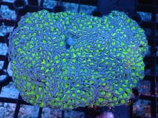 画像1: 【サンゴまとめ買い割引き10％〜20%OFF対象商品】 【サンゴ】【通販】ナガレハナサンゴ（Yellow/Green Stem)Lサイズ（個体販売）（±14-15cm)No.6（生体）（サンゴ） (1)