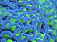 画像2: 【サンゴまとめ買い割引き10％〜20%OFF対象商品】 【サンゴ】【通販】ナガレハナサンゴ（Yellow/Green Stem)Lサイズ（個体販売）（±14-15cm)No.6（生体）（サンゴ） (2)