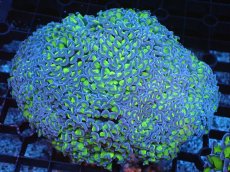 画像1: 【サンゴまとめ買い割引き10％〜20%OFF対象商品】 【サンゴ】【通販】ナガレハナサンゴ（Yellow/Green Stem)Lサイズ（個体販売）（±16-17cm)No.7（生体）（サンゴ） (1)