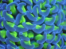 画像2: 【サンゴまとめ買い割引き10％〜20%OFF対象商品】 【サンゴ】【通販】ナガレハナサンゴ（Yellow/Green Stem)Lサイズ（個体販売）（±16-17cm)No.7（生体）（サンゴ） (2)