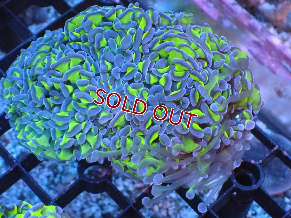 画像1: 【サンゴまとめ買い割り引き対象商品30周年セール】【サンゴ】【通販】ナガレハナサンゴ（Special Yellow/Green Stem)Mサイズ（個体販売）（±9-10cm)No.8（生体）（サンゴ） (1)