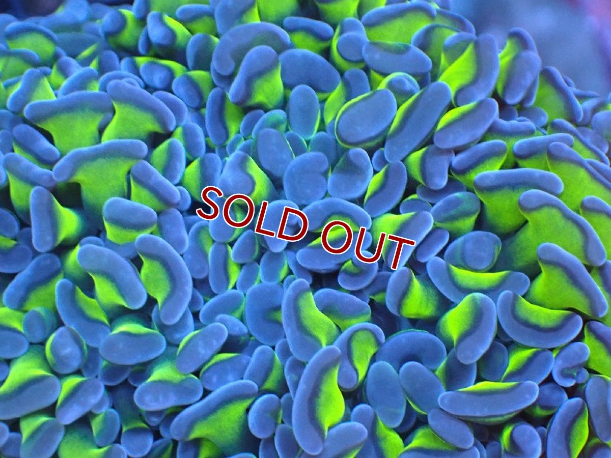 画像2: 【サンゴまとめ買い割り引き対象商品30周年セール】【サンゴ】【通販】ナガレハナサンゴ（Special Yellow/Green Stem)Mサイズ（個体販売）（±9-10cm)No.8（生体）（サンゴ） (2)