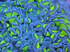 画像2: 【サンゴまとめ買い割引き10％〜20%OFF対象商品】 【サンゴ】【通販】ナガレハナサンゴ（Special Yellow/Green Stem)Mサイズ（個体販売）（±9-10cm)No.8（生体）（サンゴ） (2)