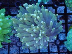 画像1: 【サンゴまとめ買い割引き10％〜20%OFF対象商品】 【サンゴ】【通販】パラオクサビライシ（Yellow Core）（個体販売）（±8-9cm)No.1（生体）（サンゴ） (1)