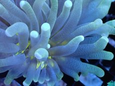 画像2: 【サンゴまとめ買い割引き10％〜20%OFF対象商品】 【サンゴ】【通販】パラオクサビライシ（Yellow Core）（個体販売）（±8-9cm)No.1（生体）（サンゴ） (2)