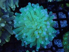 画像1: 【サンゴまとめ買い割引き10％〜20%OFF対象商品】 【サンゴ】【通販】パラオクサビライシ（Yellow Core）（個体販売）（±8-9cm)No.2（生体）（サンゴ） (1)