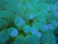 画像2: 【サンゴまとめ買い割引き10％〜20%OFF対象商品】 【サンゴ】【通販】パラオクサビライシ（Yellow Core）（個体販売）（±8-9cm)No.2（生体）（サンゴ） (2)