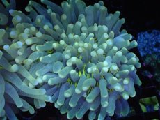 画像1: 【サンゴまとめ買い割引き10％〜20%OFF対象商品】 【サンゴ】【通販】パラオクサビライシ（Yellow Core）（個体販売）（±10-11cm)No.3（生体）（サンゴ） (1)