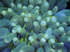 画像2: 【サンゴまとめ買い割引き10％〜20%OFF対象商品】 【サンゴ】【通販】パラオクサビライシ（Yellow Core）（個体販売）（±10-11cm)No.3（生体）（サンゴ） (2)