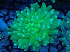 画像1: 【サンゴまとめ買い割引き10％〜20%OFF対象商品】 【サンゴ】【通販】パラオクサビライシ（Full Metallic Green）（個体販売）（±8-9cm)No.4（生体）（サンゴ） (1)