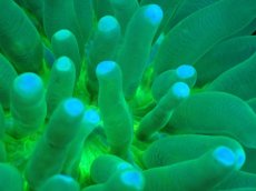 画像2: 【サンゴまとめ買い割引き10％〜20%OFF対象商品】 【サンゴ】【通販】パラオクサビライシ（Full Metallic Green）（個体販売）（±8-9cm)No.4（生体）（サンゴ） (2)