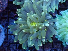 画像1: 【サンゴまとめ買い割引き10％〜20%OFF対象商品】 【サンゴ】【通販】パラオクサビライシ（Yellow Core）（個体販売）（±8-9cm)No.5（生体）（サンゴ） (1)