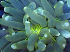 画像2: 【サンゴまとめ買い割引き10％〜20%OFF対象商品】 【サンゴ】【通販】パラオクサビライシ（Yellow Core）（個体販売）（±8-9cm)No.5（生体）（サンゴ） (2)