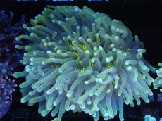 画像1: 【サンゴまとめ買い割引き10％〜20%OFF対象商品】 【サンゴ】【通販】パラオクサビライシ（Yellow Core）（個体販売）（±12-13cm)No.6（生体）（サンゴ） (1)