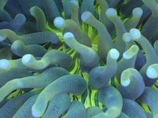 画像2: 【サンゴまとめ買い割引き10％〜20%OFF対象商品】 【サンゴ】【通販】パラオクサビライシ（Yellow Core）（個体販売）（±12-13cm)No.6（生体）（サンゴ） (2)