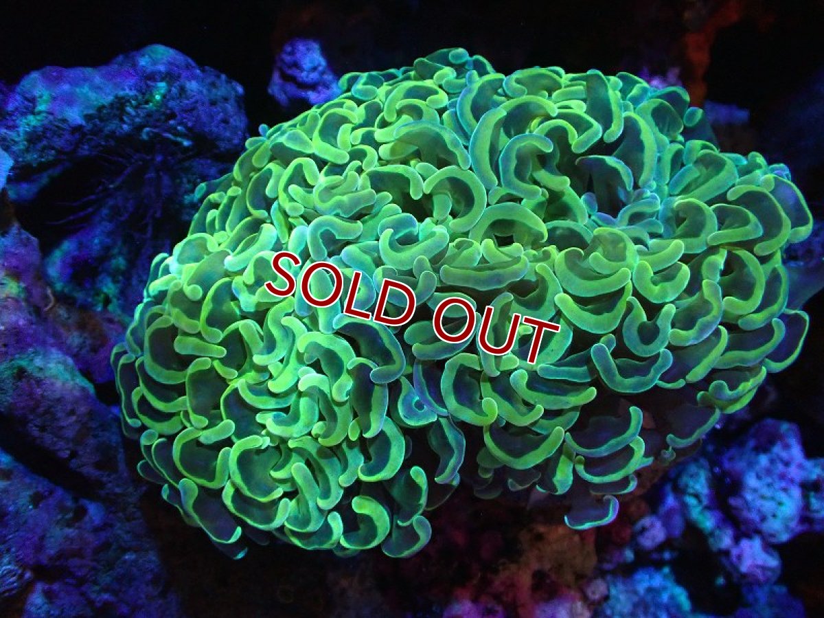 画像1: 【サンゴまとめ買い割り引き対象商品30周年セール】【サンゴ】【通販】ナガレハナサンゴ（Special Gold)（個体販売）（±11-13cm)No.1（生体）（サンゴ） (1)