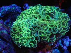 画像1: 【サンゴまとめ買い割引き10％〜20%OFF対象商品】 【サンゴ】【通販】ナガレハナサンゴ（Special Gold)（個体販売）（±11-13cm)No.1（生体）（サンゴ） (1)