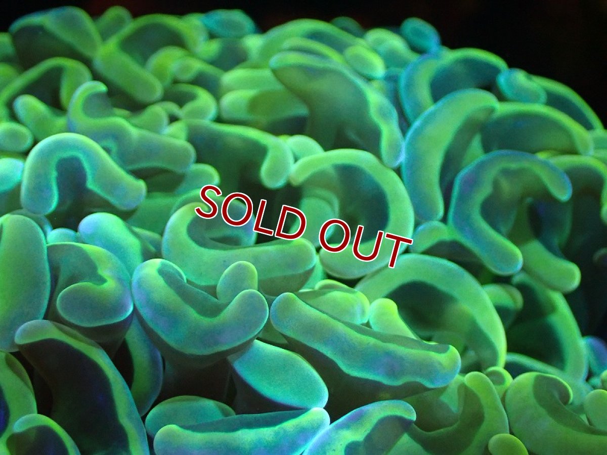 画像2: 【サンゴまとめ買い割り引き対象商品30周年セール】【サンゴ】【通販】ナガレハナサンゴ（Special Gold)（個体販売）（±11-13cm)No.1（生体）（サンゴ） (2)