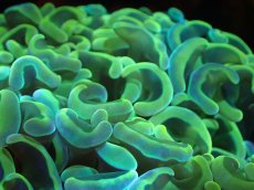 画像2: 【サンゴまとめ買い割引き10％〜20%OFF対象商品】 【サンゴ】【通販】ナガレハナサンゴ（Special Gold)（個体販売）（±11-13cm)No.1（生体）（サンゴ） (2)