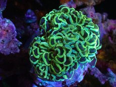 画像1: 【サンゴまとめ買い割引き10％〜20%OFF対象商品】 【サンゴ】【通販】ナガレハナサンゴ（Special Gold)（個体販売）（±11-13cm)No.2（生体）（サンゴ） (1)