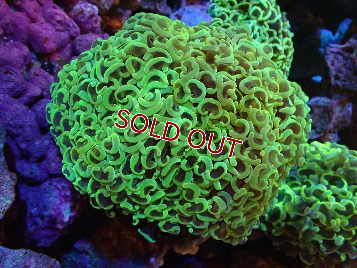 画像1: 【サンゴまとめ買い割り引き対象商品30周年セール】【サンゴ】【通販】ナガレハナサンゴ（Special Gold)（個体販売）（±11-13cm)No.3（生体）（サンゴ） (1)