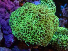 画像1: 【サンゴまとめ買い割引き10％〜20%OFF対象商品】 【サンゴ】【通販】ナガレハナサンゴ（Special Gold)（個体販売）（±11-13cm)No.3（生体）（サンゴ） (1)