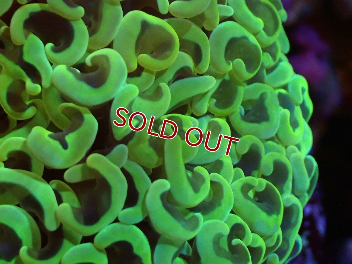 画像2: 【サンゴまとめ買い割り引き対象商品30周年セール】【サンゴ】【通販】ナガレハナサンゴ（Special Gold)（個体販売）（±11-13cm)No.3（生体）（サンゴ） (2)