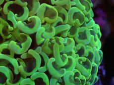 画像2: 【サンゴまとめ買い割引き10％〜20%OFF対象商品】 【サンゴ】【通販】ナガレハナサンゴ（Special Gold)（個体販売）（±11-13cm)No.3（生体）（サンゴ） (2)