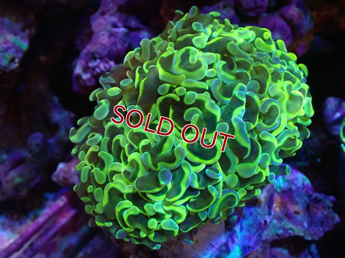 画像1: 【サンゴまとめ買い割り引き対象商品30周年セール】【サンゴ】【通販】ナガレハナサンゴ（Special Gold)（個体販売）（±11-13cm)No.4（生体）（サンゴ） (1)