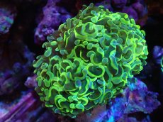 画像1: 【サンゴまとめ買い割引き10％〜20%OFF対象商品】 【サンゴ】【通販】ナガレハナサンゴ（Special Gold)（個体販売）（±11-13cm)No.4（生体）（サンゴ） (1)