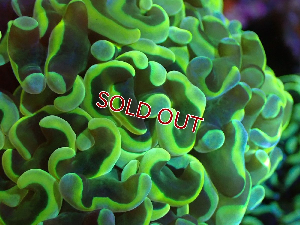 画像2: 【サンゴまとめ買い割り引き対象商品30周年セール】【サンゴ】【通販】ナガレハナサンゴ（Special Gold)（個体販売）（±11-13cm)No.4（生体）（サンゴ） (2)