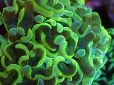 画像2: 【サンゴまとめ買い割引き10％〜20%OFF対象商品】 【サンゴ】【通販】ナガレハナサンゴ（Special Gold)（個体販売）（±11-13cm)No.4（生体）（サンゴ） (2)