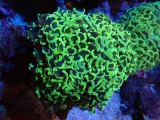 画像1: 【サンゴまとめ買い割引き10％〜20%OFF対象商品】 【サンゴ】【通販】ナガレハナサンゴ（Special Gold)（個体販売）（±11-13cm)No.5（生体）（サンゴ） (1)