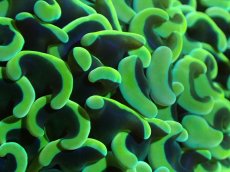 画像2: 【サンゴまとめ買い割引き10％〜20%OFF対象商品】 【サンゴ】【通販】ナガレハナサンゴ（Special Gold)（個体販売）（±11-13cm)No.5（生体）（サンゴ） (2)