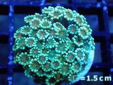 画像1: 【サンゴ】【通販】アワサンゴ（Special Color/フラグ）（個体販売）No.1（生体）（サンゴ） (1)