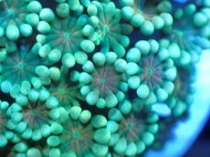 画像2: 【サンゴ】【通販】アワサンゴ（Special Color/フラグ）（個体販売）No.1（生体）（サンゴ） (2)