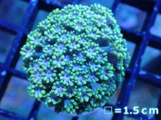 画像1: 【サンゴ】【通販】アワサンゴ（Special Color/フラグ）（個体販売）No.2（生体）（サンゴ） (1)