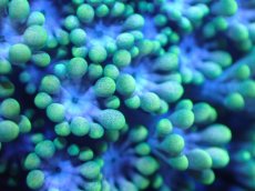 画像2: 【サンゴ】【通販】アワサンゴ（Special Color/フラグ）（個体販売）No.2（生体）（サンゴ） (2)