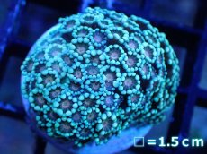 画像1: 【サンゴ】【通販】アワサンゴ（Special Color/フラグ）（個体販売）No.3（生体）（サンゴ） (1)