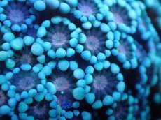 画像2: 【サンゴ】【通販】アワサンゴ（Special Color/フラグ）（個体販売）No.3（生体）（サンゴ） (2)