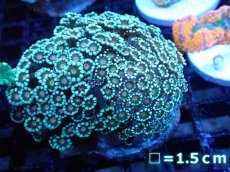 画像1: 【サンゴ】【通販】アワサンゴ（Special Color）（個体販売）No.4（生体）（サンゴ） (1)