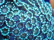 画像2: 【サンゴ】【通販】アワサンゴ（Special Color）（個体販売）No.4（生体）（サンゴ） (2)