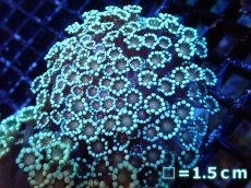 画像1: 【サンゴ】【通販】アワサンゴ（Special Color）（個体販売）No.5（生体）（サンゴ） (1)