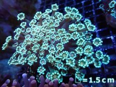 画像1: 【サンゴ】【通販】アワサンゴ（Special Color）（個体販売）No.6（生体）（サンゴ） (1)